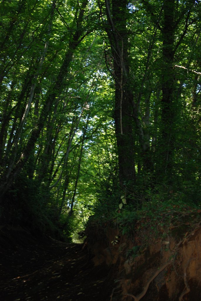 Volcan de Sancta Margherita - el bosque by smelchior