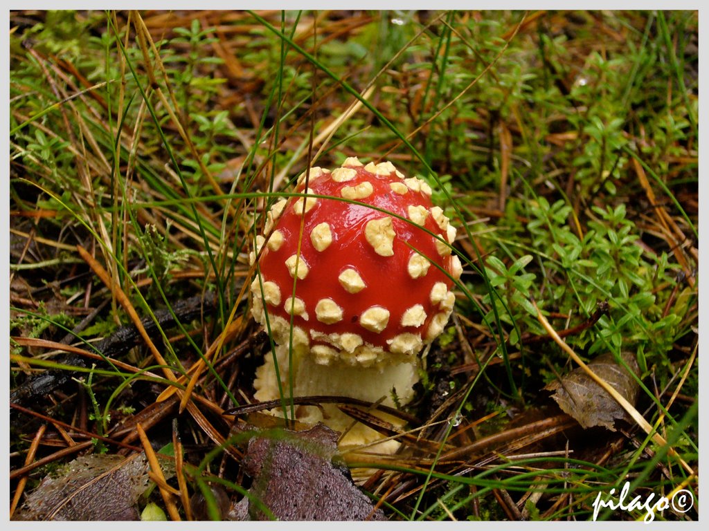 Amanita muscaria ¦ pilago by A Pilago