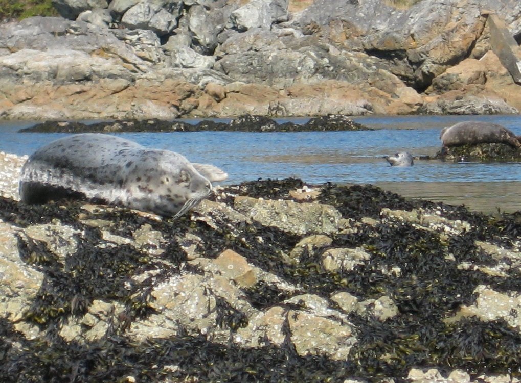 Seal Island Victoria, BC by Dean Johnson