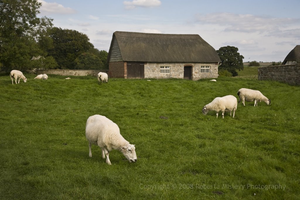 Sheep in Avebury by ramislevy