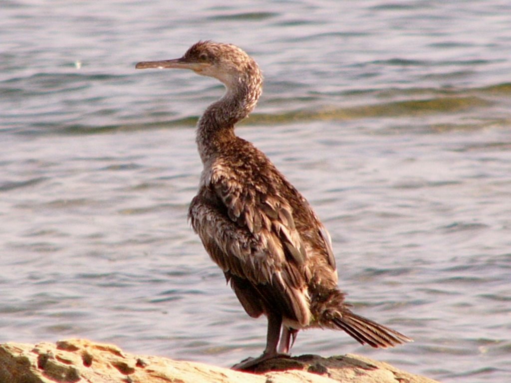 S'ena e s'acchitta - cormorano vedetta (cormorant, sea crow) by ilnani