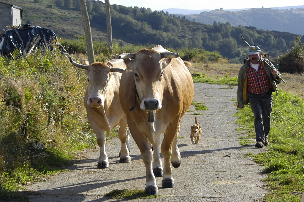 O Selmo, a Choli e as vacas vindo do monte by Eladio Osorio Monten…