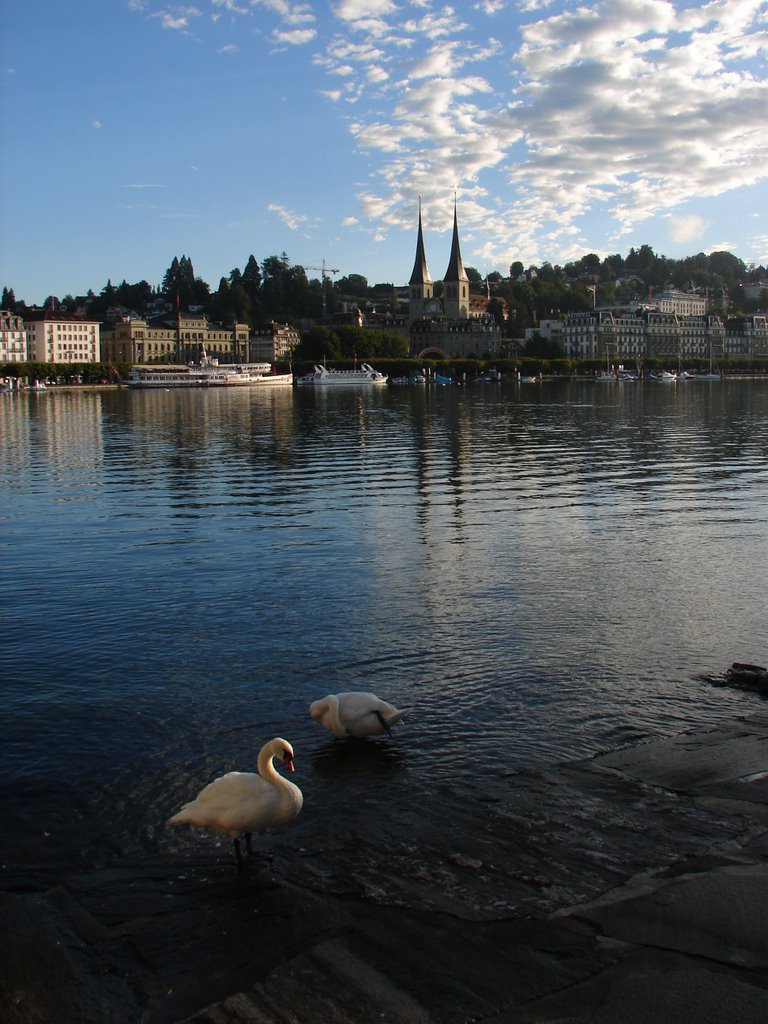 Swans in Lucern by Warren Berg