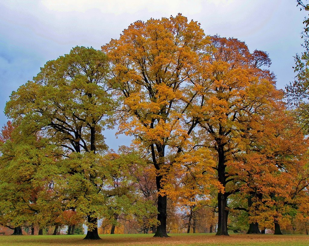 Herbstliche Bäume im Rosensteinpark by Strucki