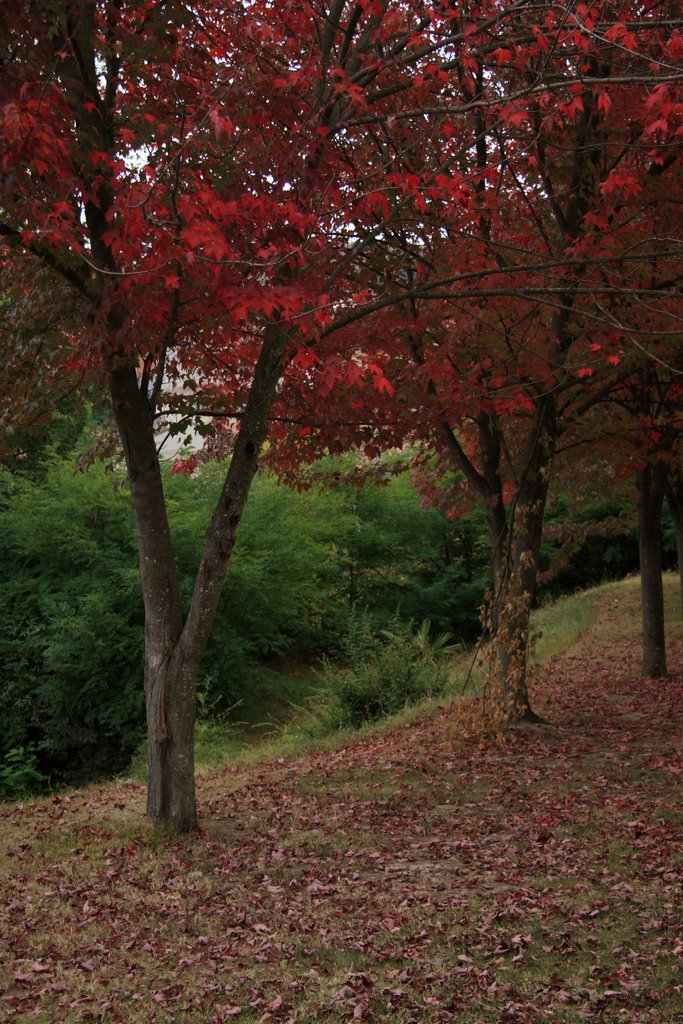 L'autunno ... è arrivato!! by maxcrocco