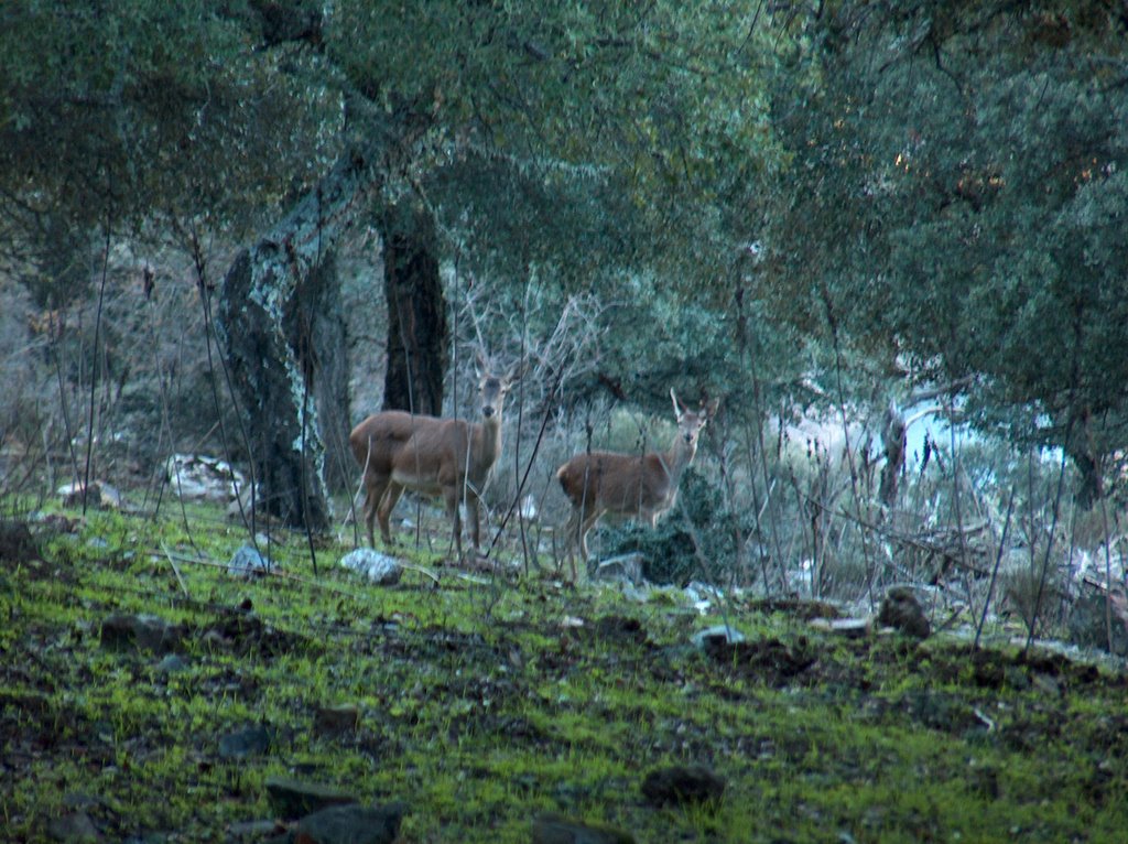 Wild life in Monfragüe by José Luis Barneto Lo…