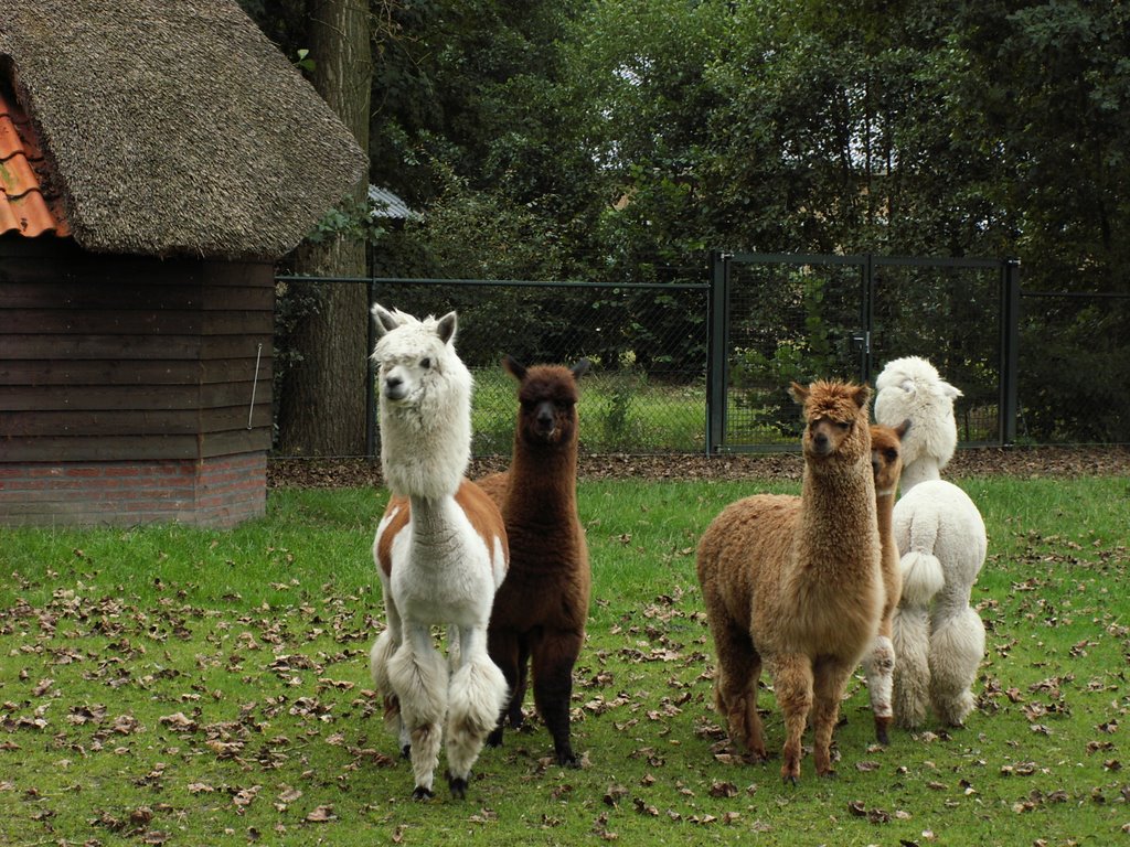 Poodle Lama's posing just after the barber visit! by Tjeert.Mensinga ©