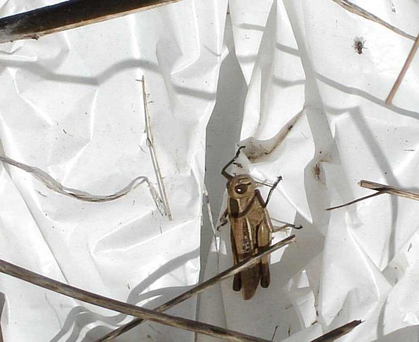 Saltamontes.Córdoba.(España) by Rafael Cuadrado Galá…