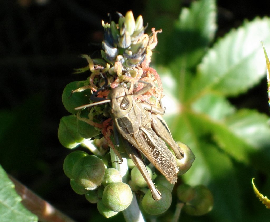 Saltamontes.Córdoba.(España) by Rafael Cuadrado Galá…