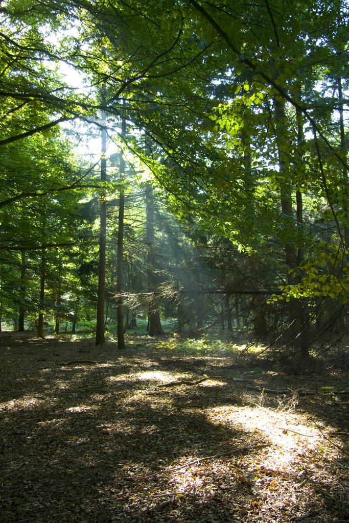 Grebbeberg forest by Bas Flipse