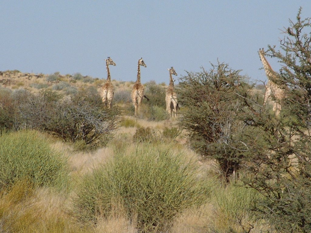 Keimoes, South Africa by mayer1965