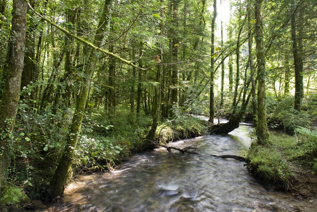 West Looe River, Carglonnon Woods by Duncan Eames