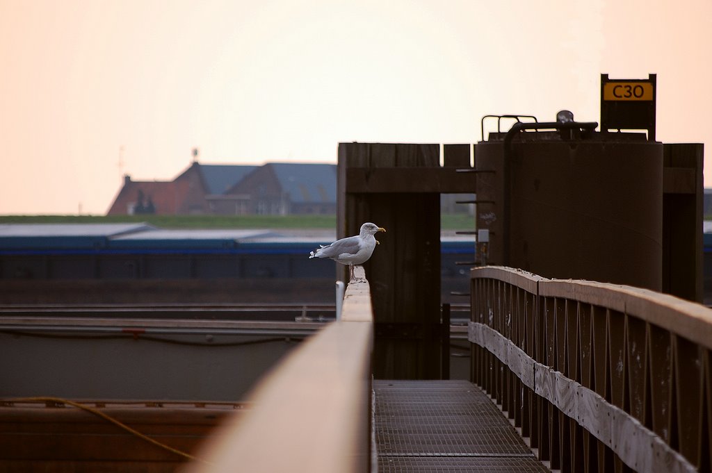 Bird on a break in Kruiningen, Netherlands by © Andre Speek