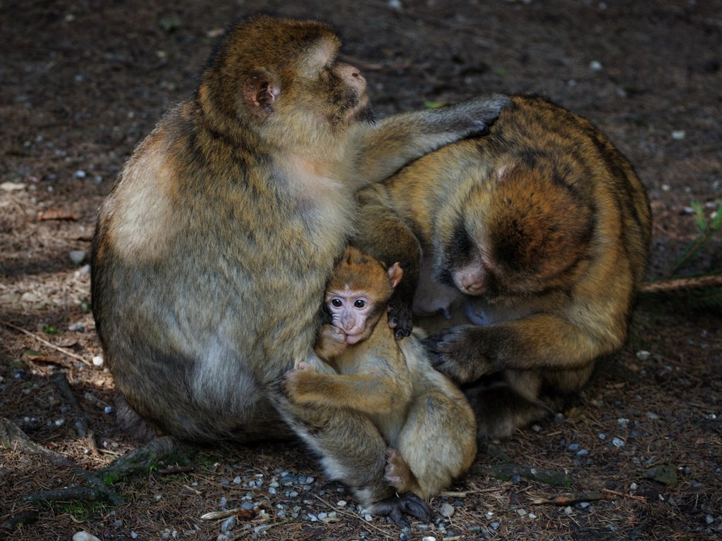 Berberaffenfamilie II by Fridtjof Stein