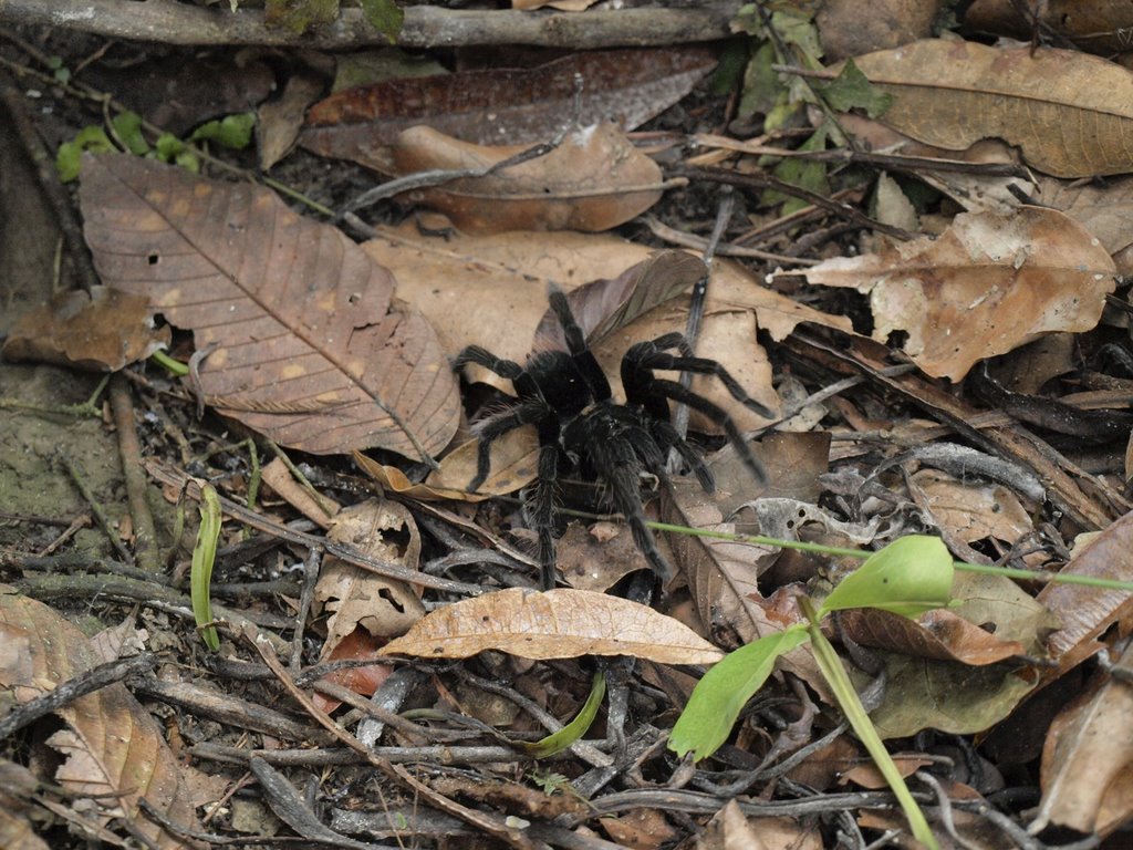 Tarantula by Alexandros_T