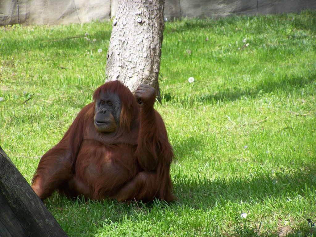 Orangutan @ Memphis Zoo by phil7978