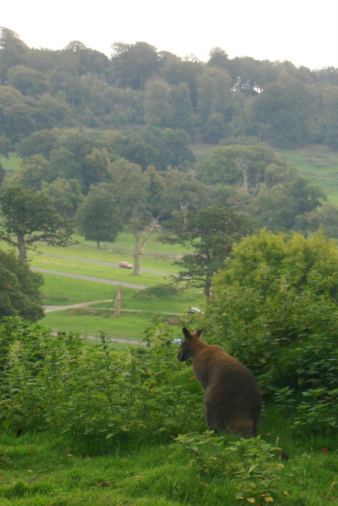 A Wallaby surveying his territory (JL) by J Lodge Photography