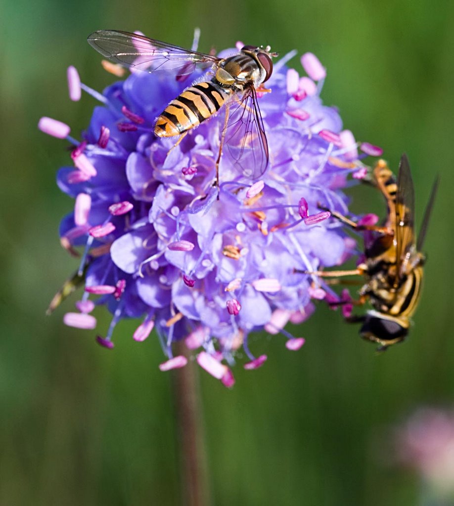 Devils-bit Scabious, Succise des Prés, Czarcikęs łąkowy, Gewöhnlicher Teufelsabbiss, Blauwe Knoop (Succisa pratensis) by Erik van den Ham