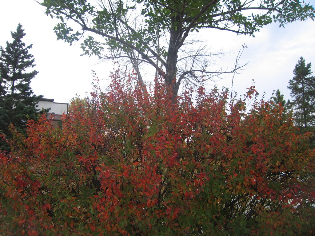 Gorgeous Fall Colours In West Edmonton Oct '08 by David Cure-Hryciuk