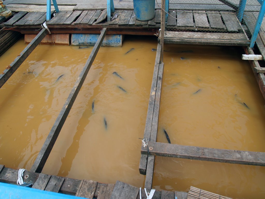 Floating Village Fish Farm by Neil Praught