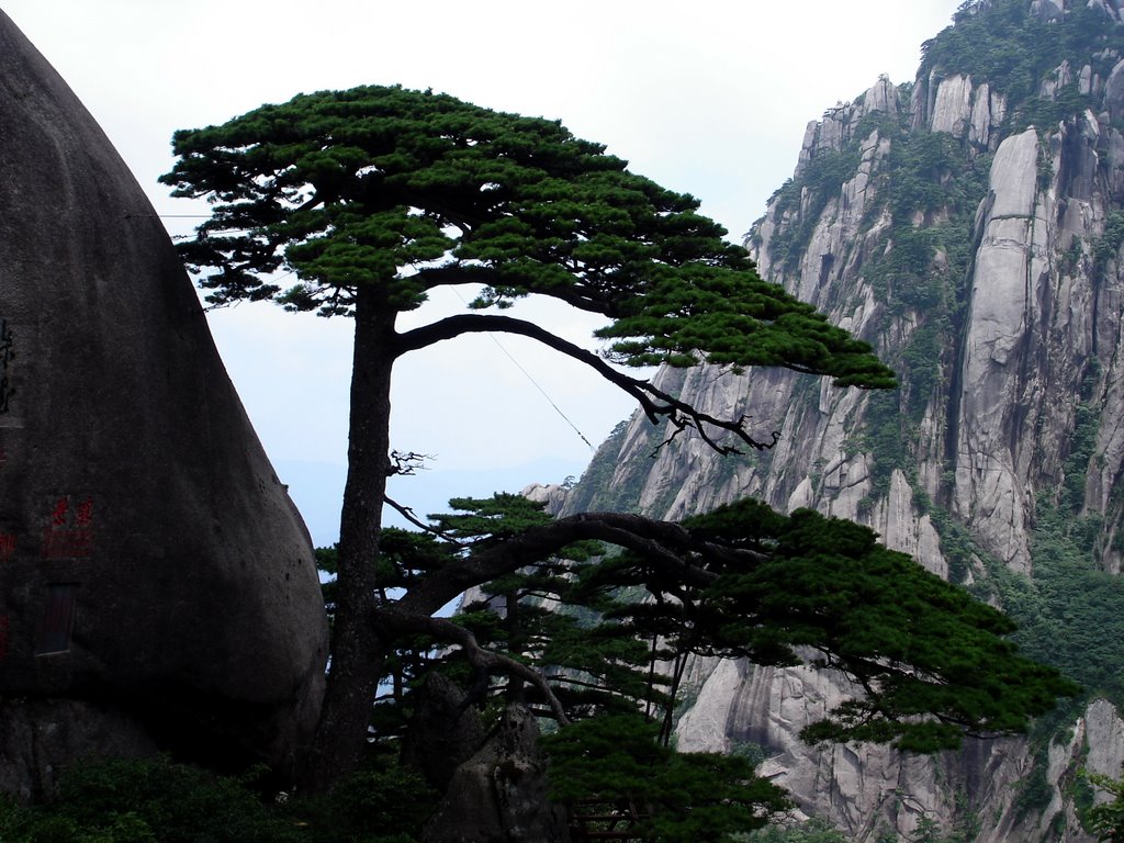 黄山迎客松 Pines of Mt. Huangshan by 黄放