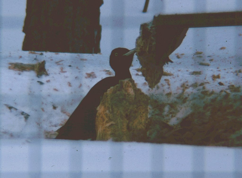 Winter 1978/79: Schwarzspecht bei der Arbeit by picotuna