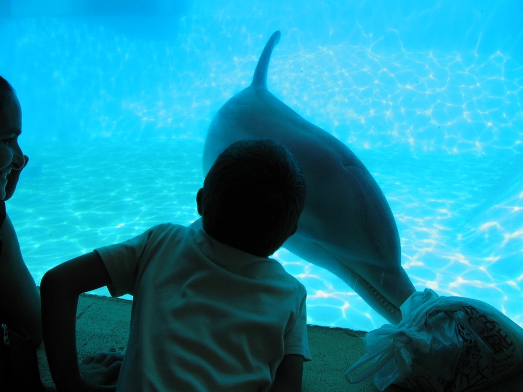 DELFIN EN EL ACUARIO by Rolando Hernandez