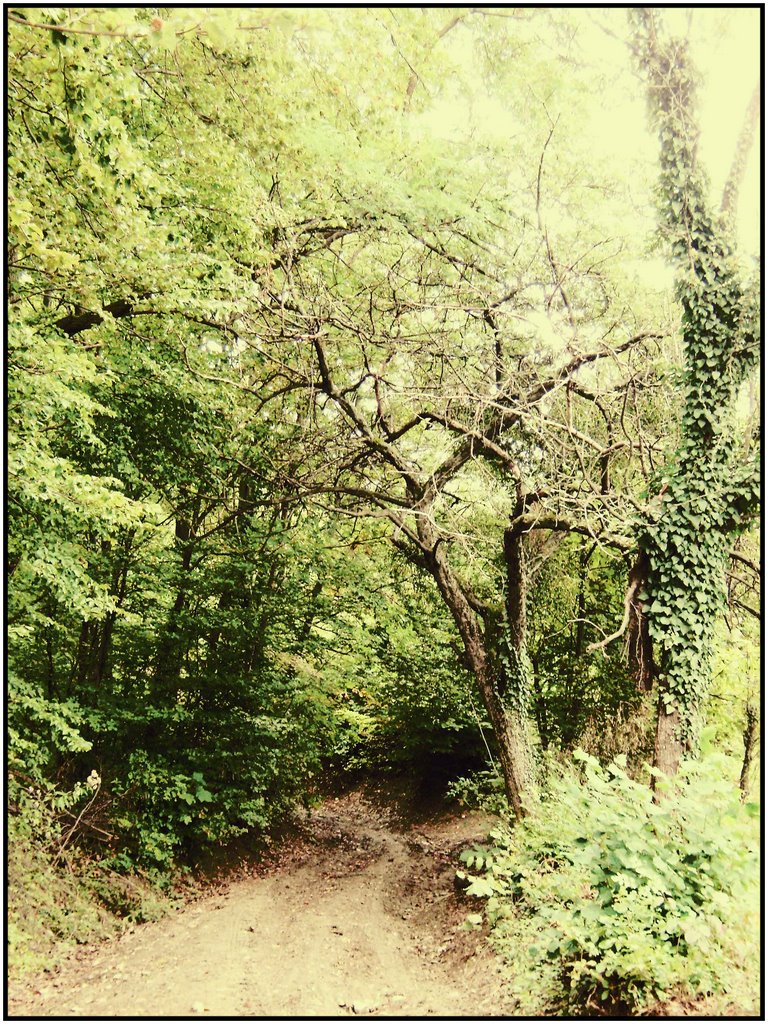 Put / Path through forest by Marcel Mlinarić - CROATIA