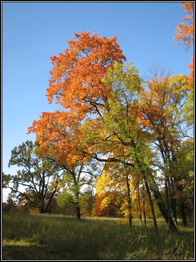 Gatchina. A mellow autumn. by Andrew V. Efimovsky