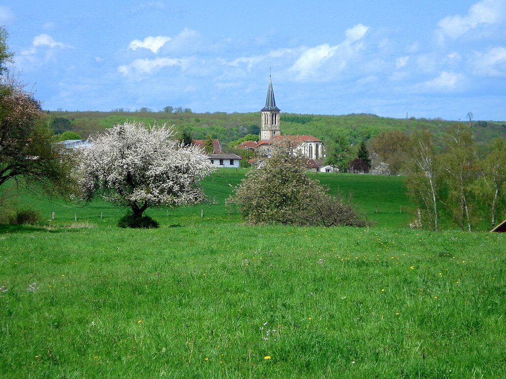 Vue de la forêt by greg88