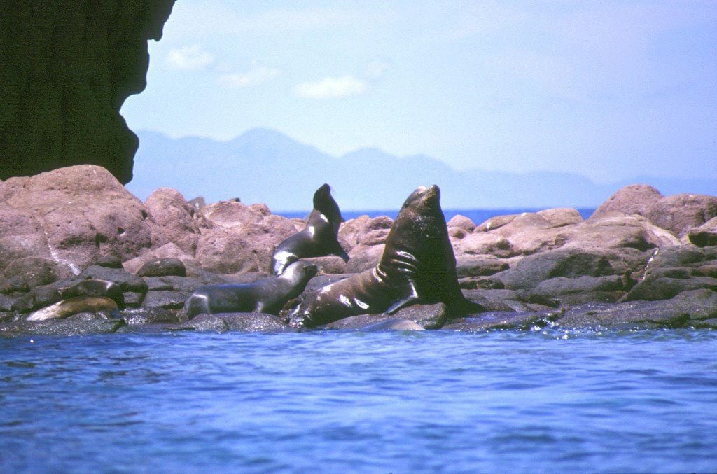 Lobos de mar by Guido Natali