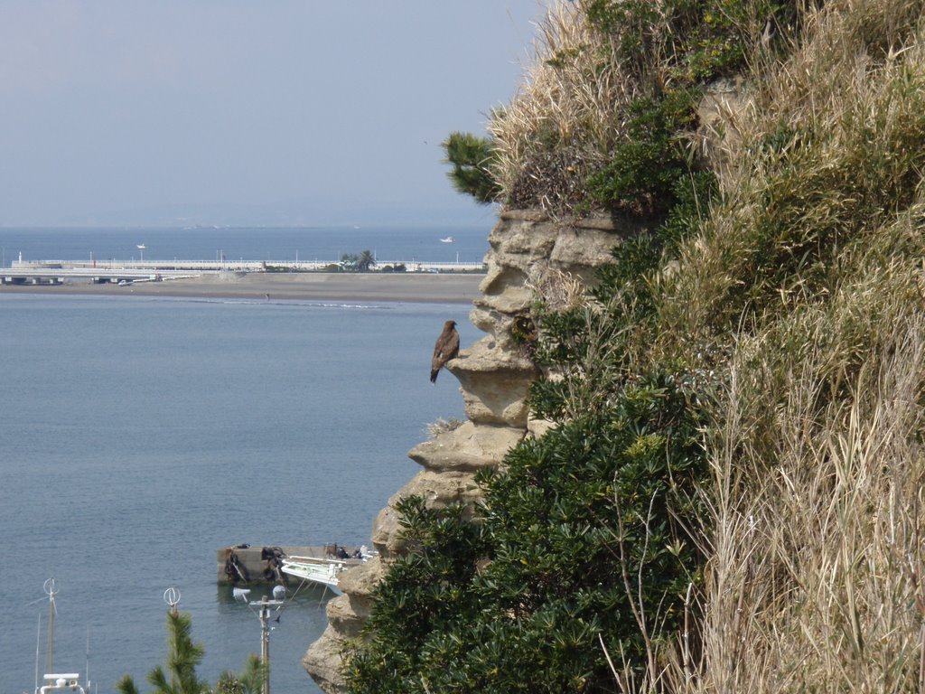 小動岬一番端っこ&鳶 by ueucorona