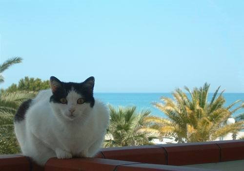 Vista sul mare da un terrazzo, con micio by nonsocosainventare