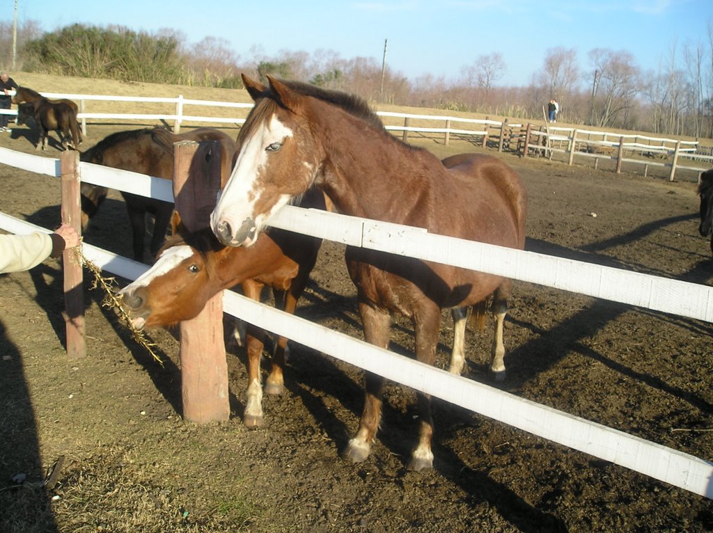 Caballos en Pequeña Holanda by jpsalvo