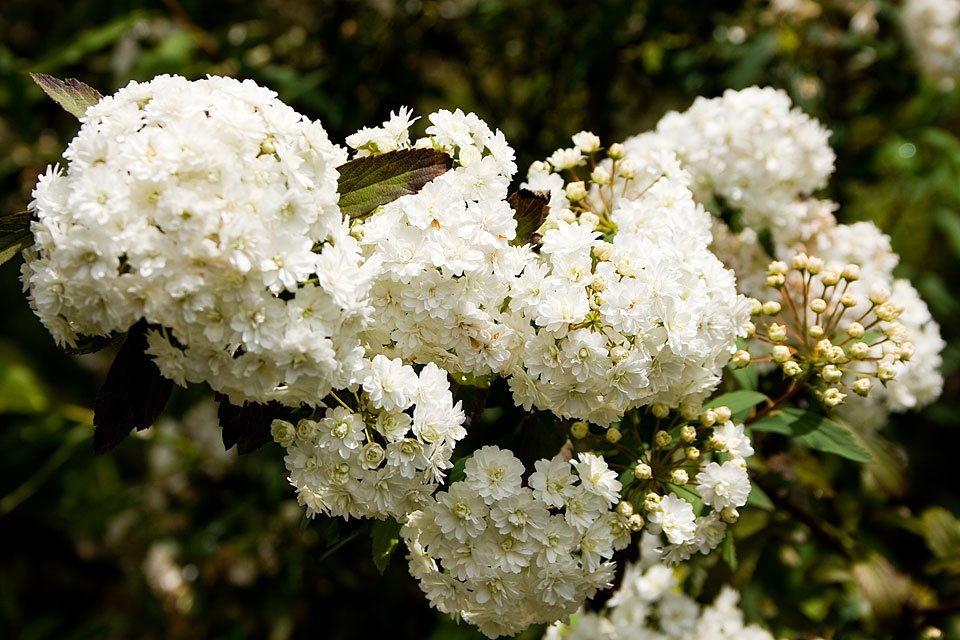 Flor em Santo Antônio do Pinhal by Fernando Stankuns