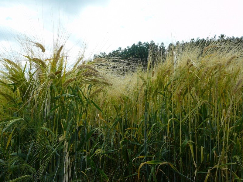 Farm TOMITA,Beer barley （ファーム富田、ビール大麦） by Maz-m