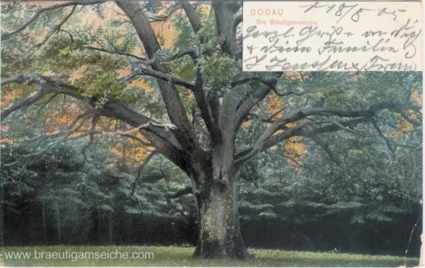 Historische Postkarte der Braeutigamseiche von ca. 1902-1905 by braeutigamseiche.com