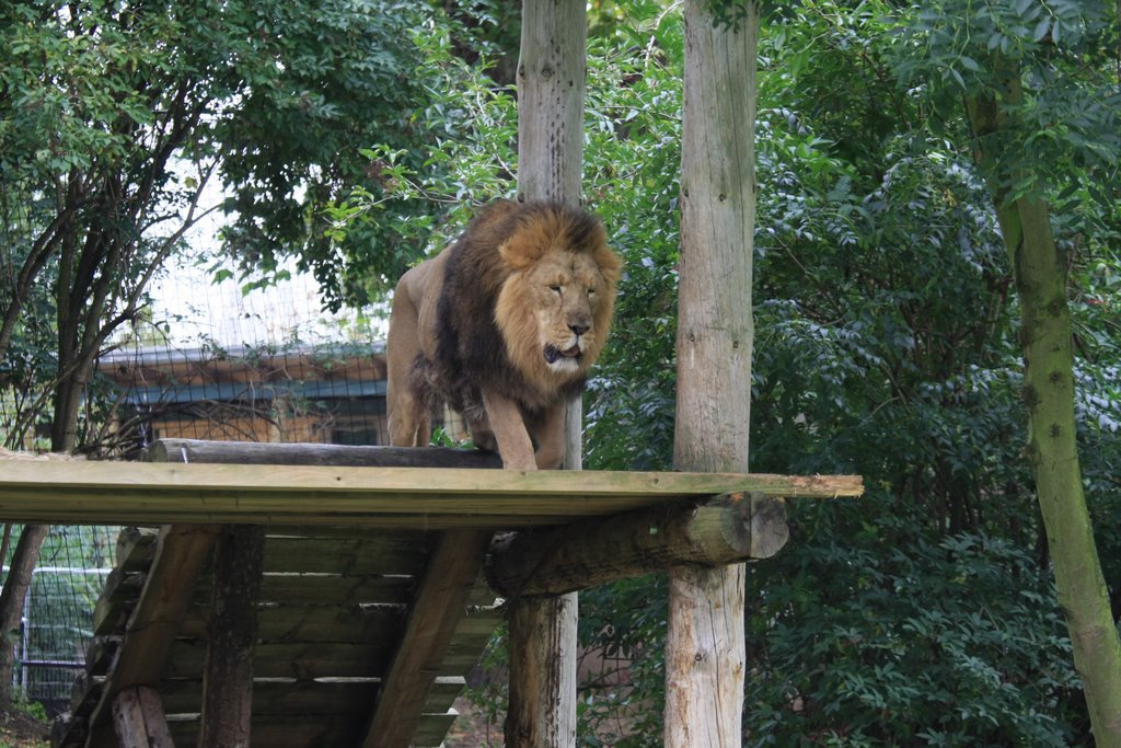 London Zoo Lion King by HShing