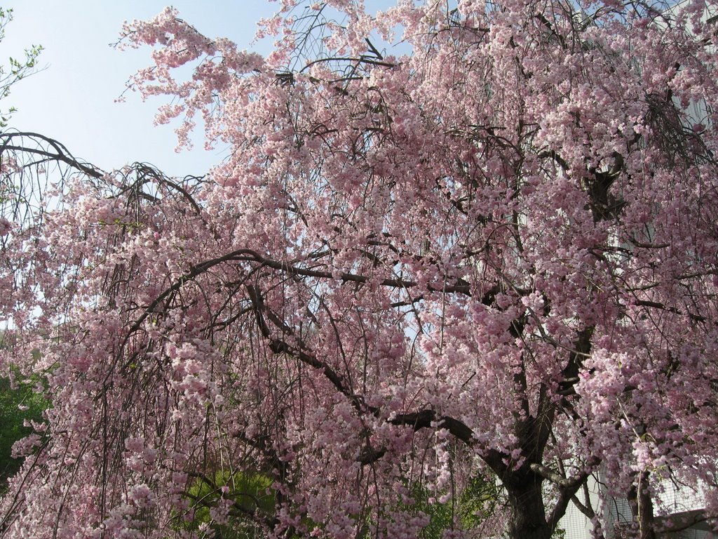 Shidare Sakura at Takushoku University by yujinpanoramio