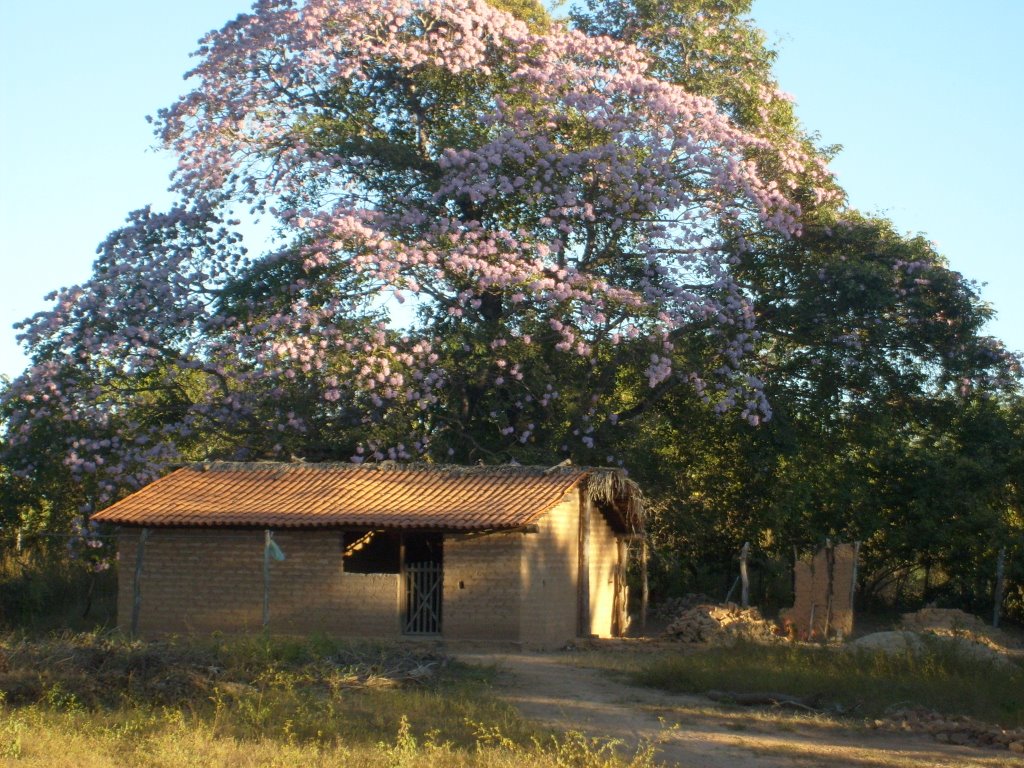 SERTÃO DO PIAUÍ LINDO ISSO by TEODORA1