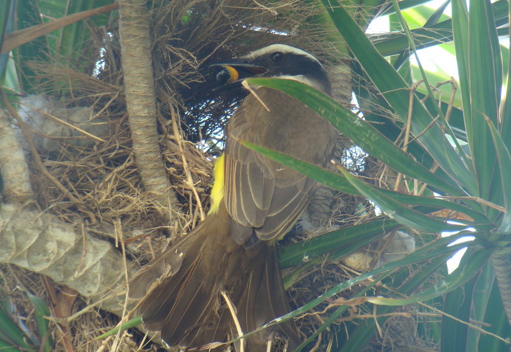 "Bem-te-vi" [alimentando os filhotes](http://www.panoramio.com/photo/14598670), ainda no ninho... by Paulo Noronha