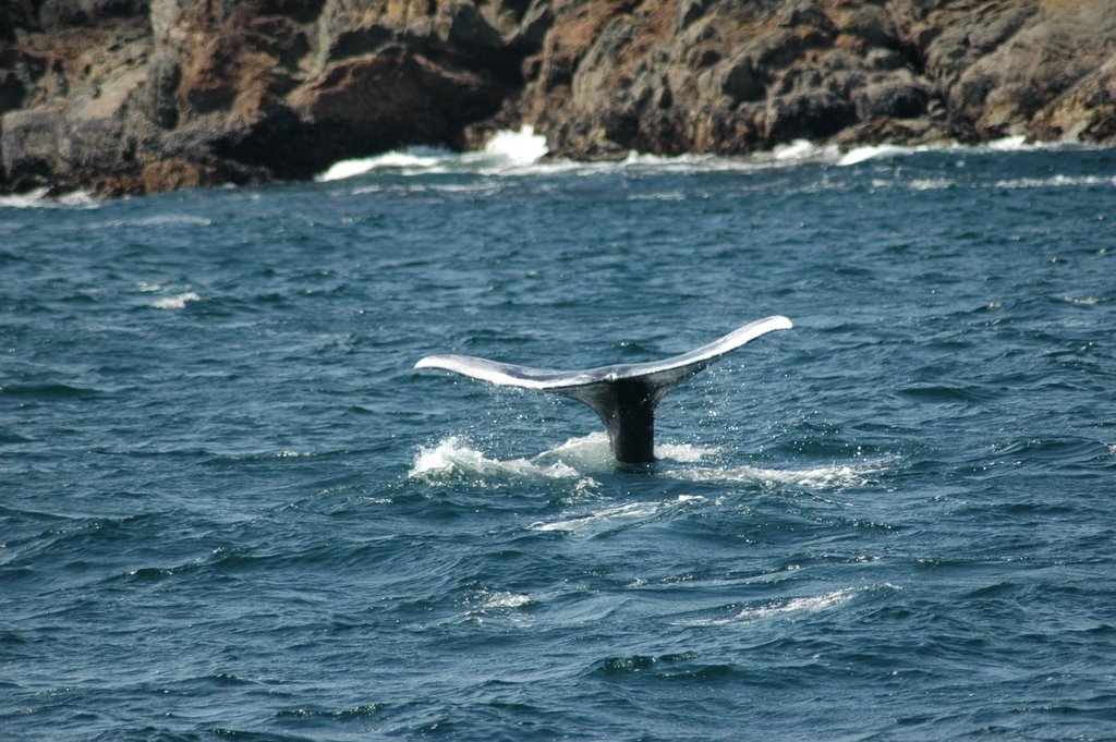 Whale in Barkley sound near Broken Islandgroup by Stef van Gasteren