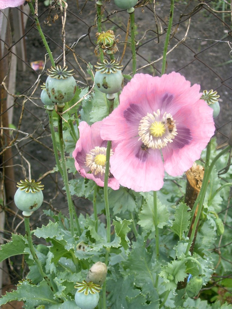 Mohn by Don'tPanic