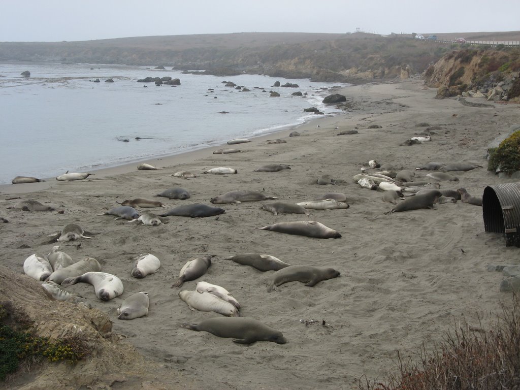 Elephant Seal Rookery, Piedras Blancas, San Simeon, California by htabor