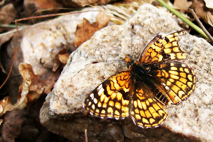 Butterfly by spencer baugh