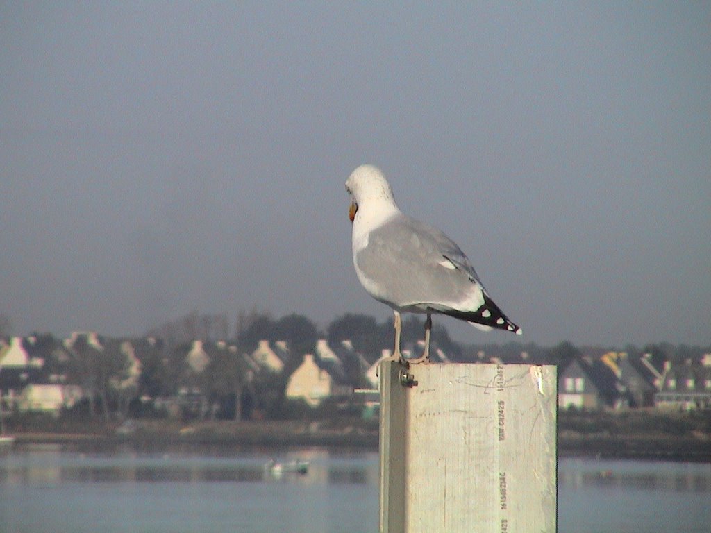 A Saint-Cado by Marçal.C.