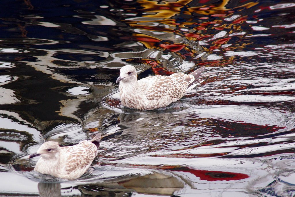 Oslo, seagulls by Neven Cukrov