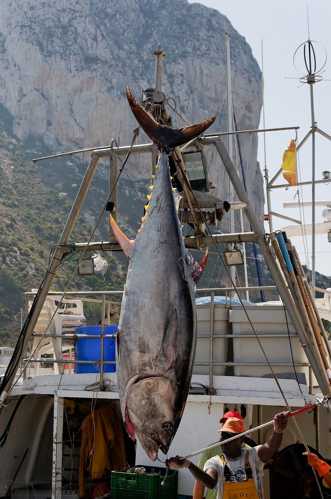 Calpe Port - Thunfisch by udoschroeder