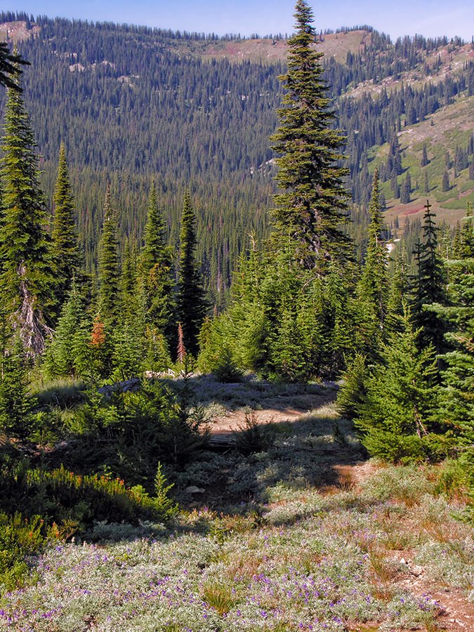 Directly on the Montana-Idaho border near Hoodoo Pass by Ralph Maughan