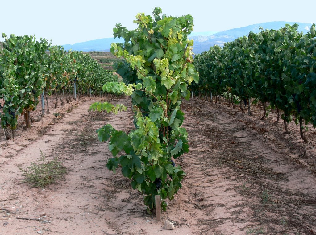 CÁRDENAS. Valle del río Cárdenas (La Rioja). 2008. 02. Viñedos. by Carlos Sieiro del Nido